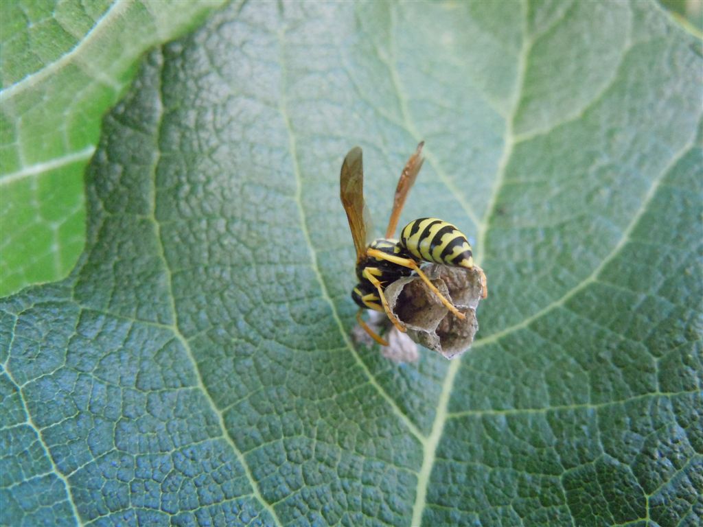 Polistes dominulus in costruzione nido?